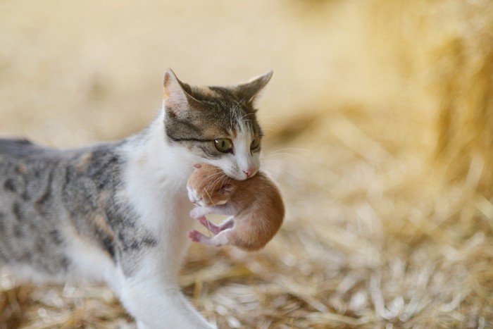 口に子猫をくわえた野良猫