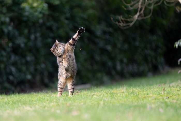 虫にじゃれる猫