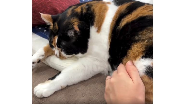 寝ている猫
