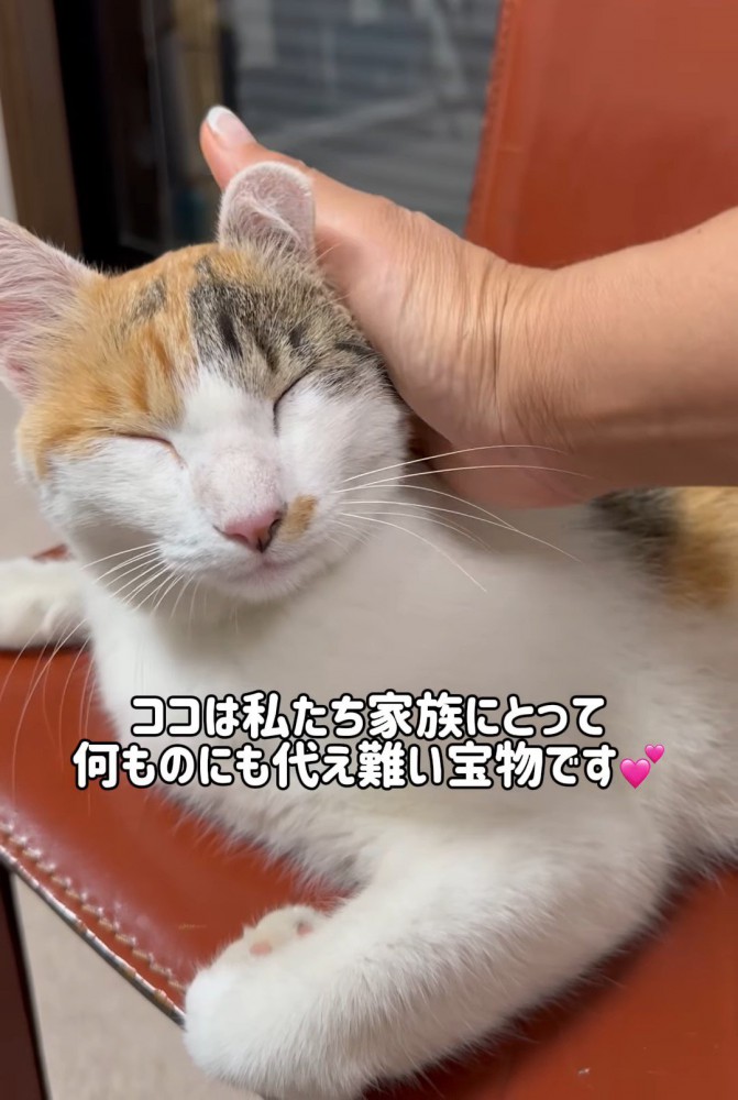 なでられる猫