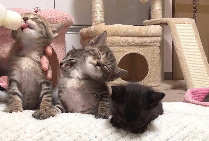 向かって左の子猫がミルクを飲んで他2匹は座りながら眠っている