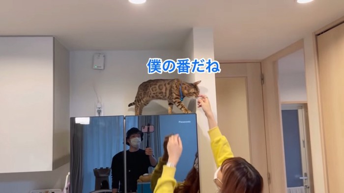 冷蔵庫の上の猫