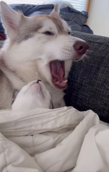 大あくびをする犬