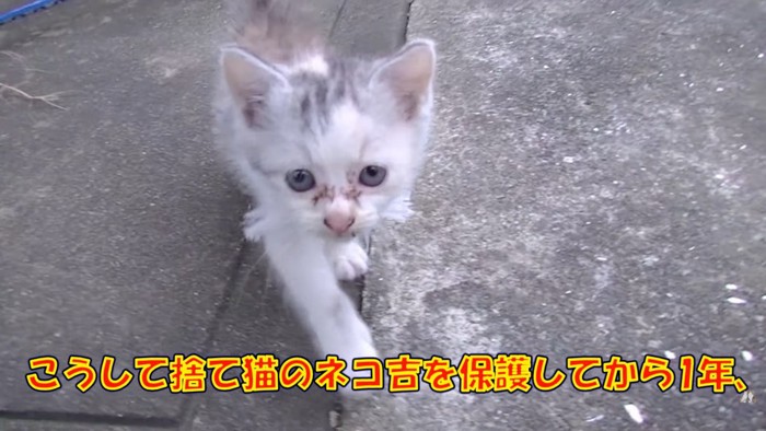 テロップ「こうして捨て猫の～」