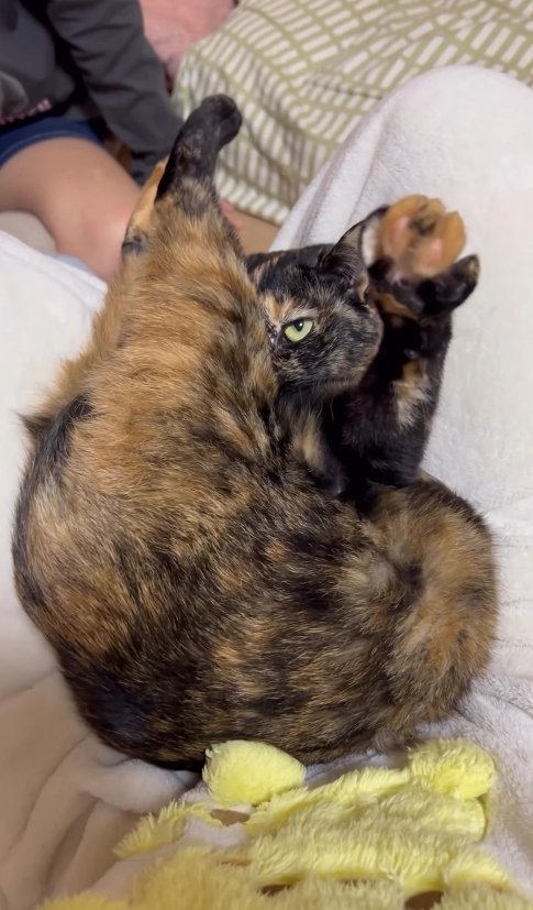 後ろ足を伸ばしている片目が隠れた二つ折りの猫