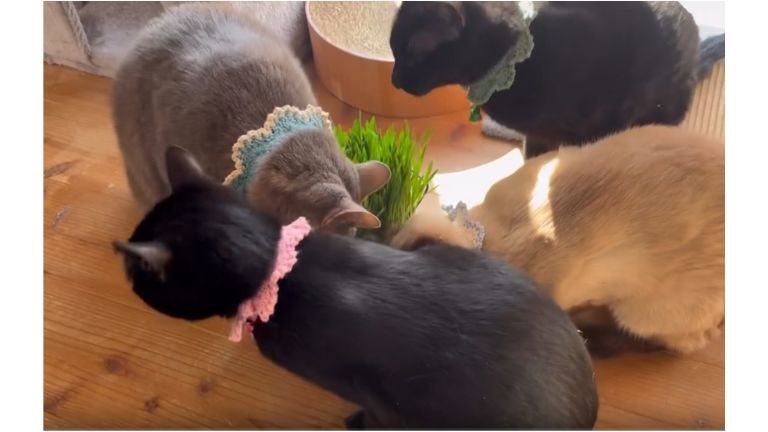 猫草を食べている猫