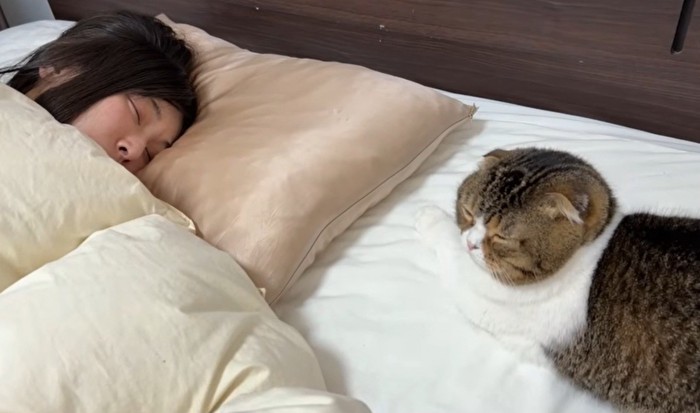 女性の横で寝る猫