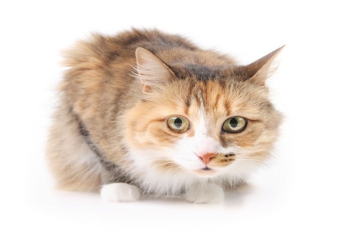 様子を窺う猫