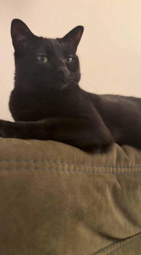 遠くを見つめて目を細める猫