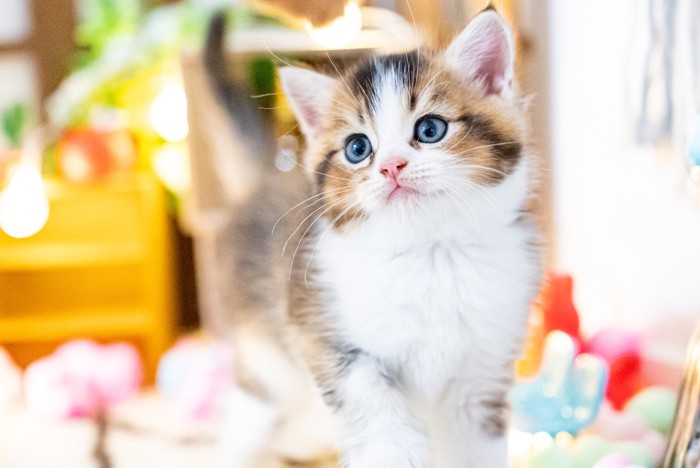 立ってどこかを見つめるミヌエットの子猫