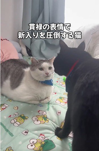 向かい合っている2匹の猫