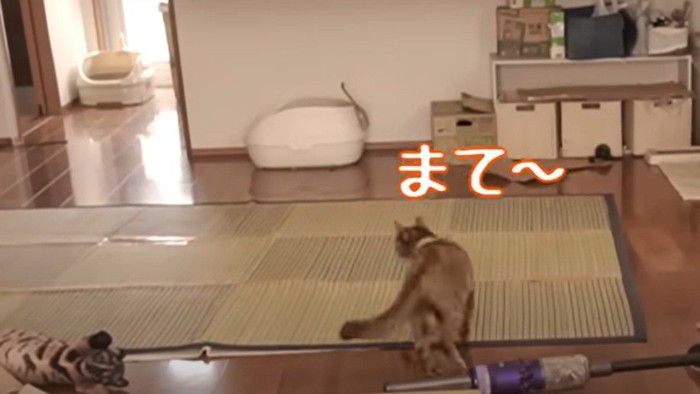 走り回る猫