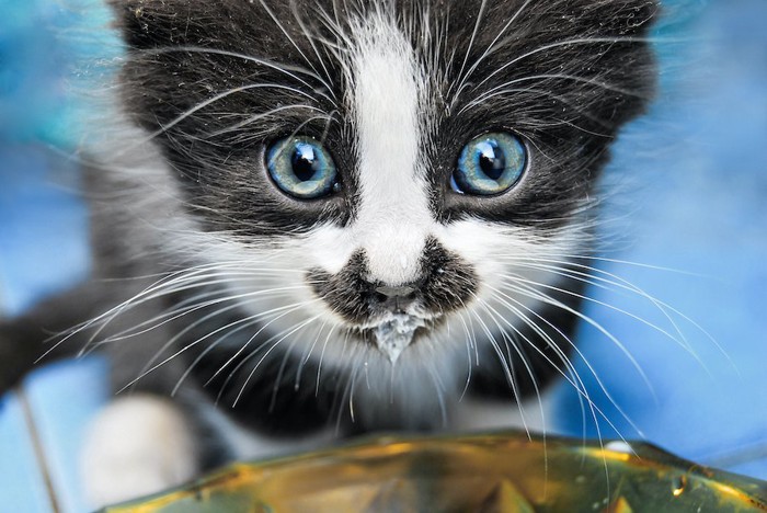 口の周りにミルクが付いている子猫