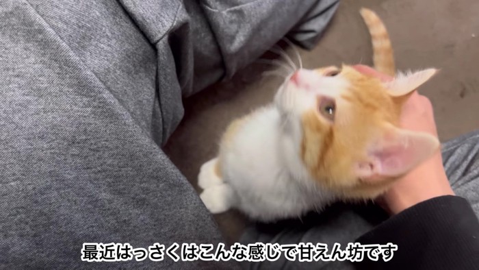 膝に乗る白茶猫