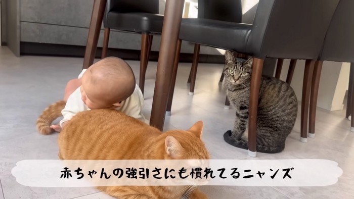 抱きつかれる猫