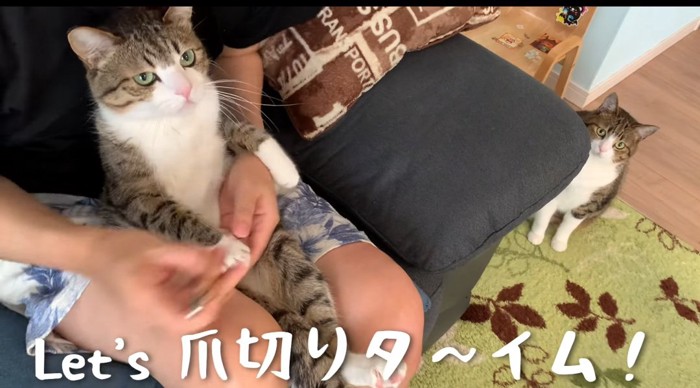 爪切りされる猫