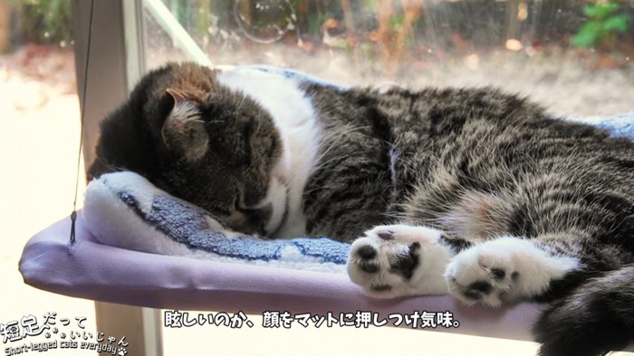 顔を下に向けて寝る猫