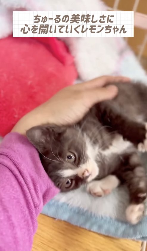 横になって保護主さんの手首に頭をくっつけている子猫