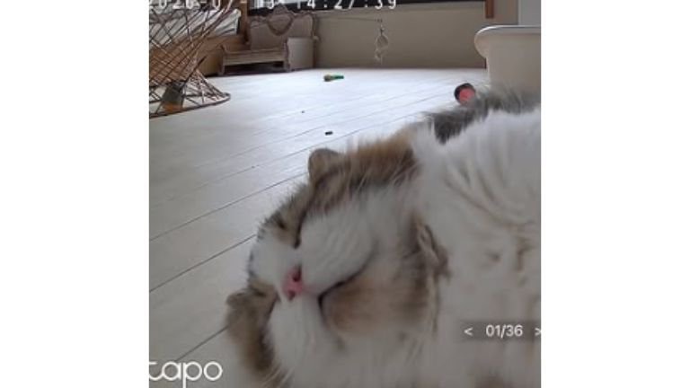 猫と見守りカメラ