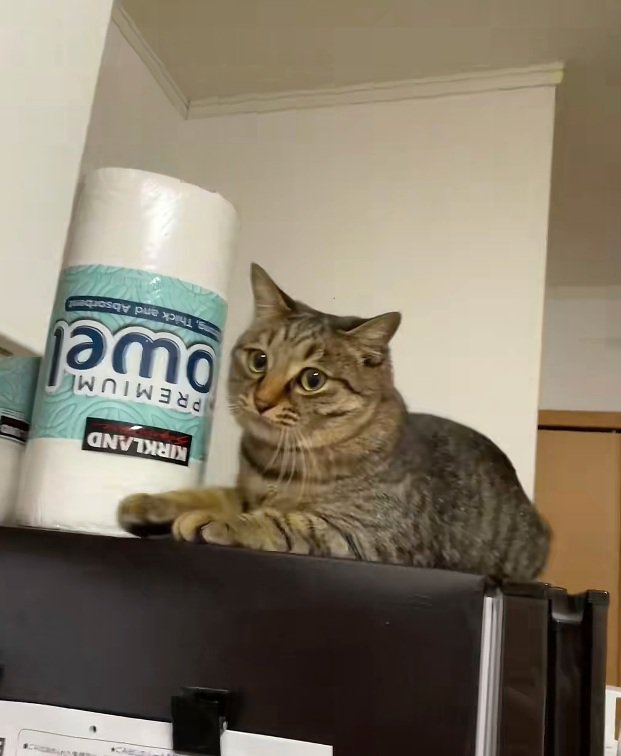 冷蔵庫の上にいる猫