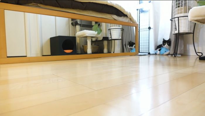 色んなおもちゃで遊ぶチコちゃん2