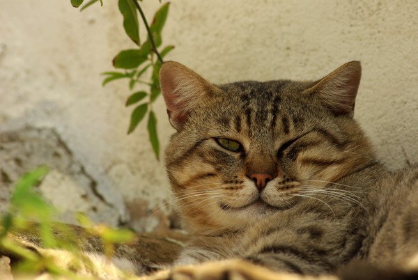 ウインクする猫