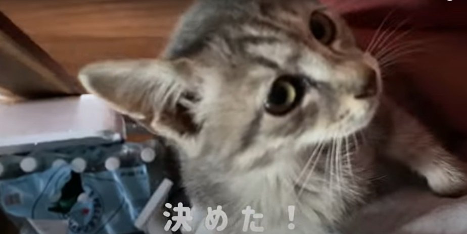 膝の上の子猫