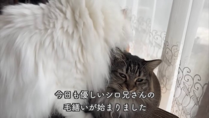 テロップ「今日も優しいシロ兄さんの~」