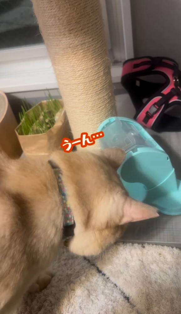 自動給餌器に顔を近づける猫