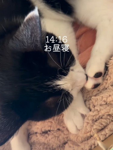 寝ている猫