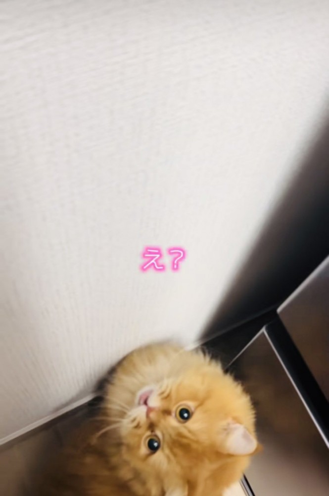 ママの呼びかけに答えるサイベリアン