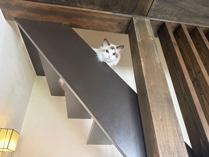 階段から見下ろす猫