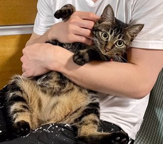 抱っこされる猫