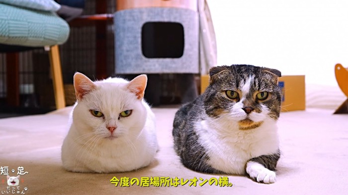 並んで座る2匹の猫