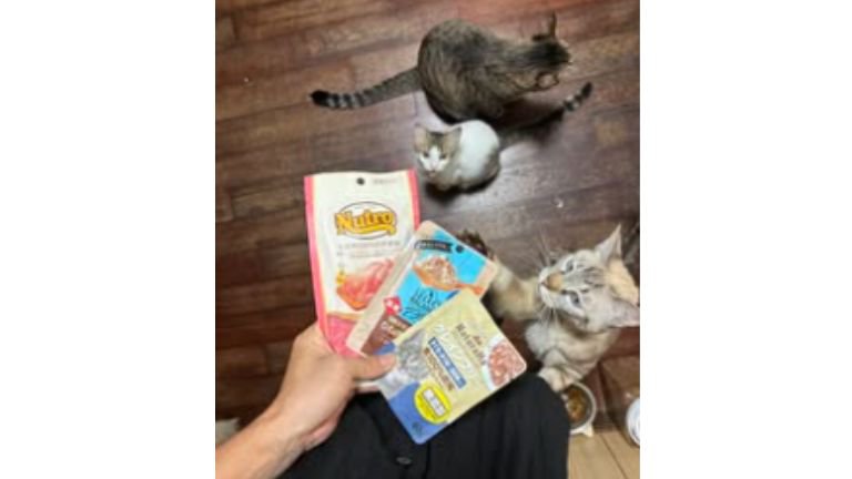 室内にいる猫