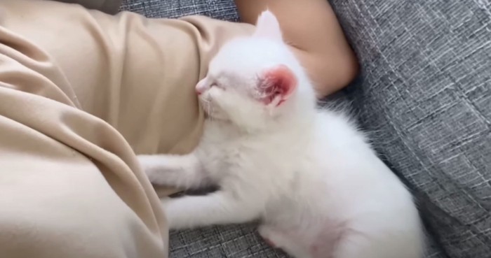 子猫