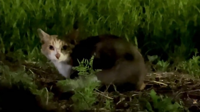 野良猫時代のゆきちちゃん