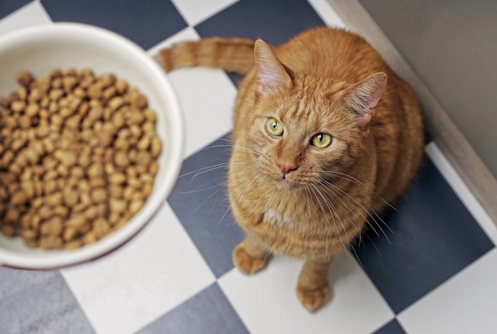 飼い主の持つごはんを待つ茶トラ