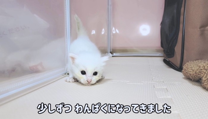 子猫本来のやんちゃな姿