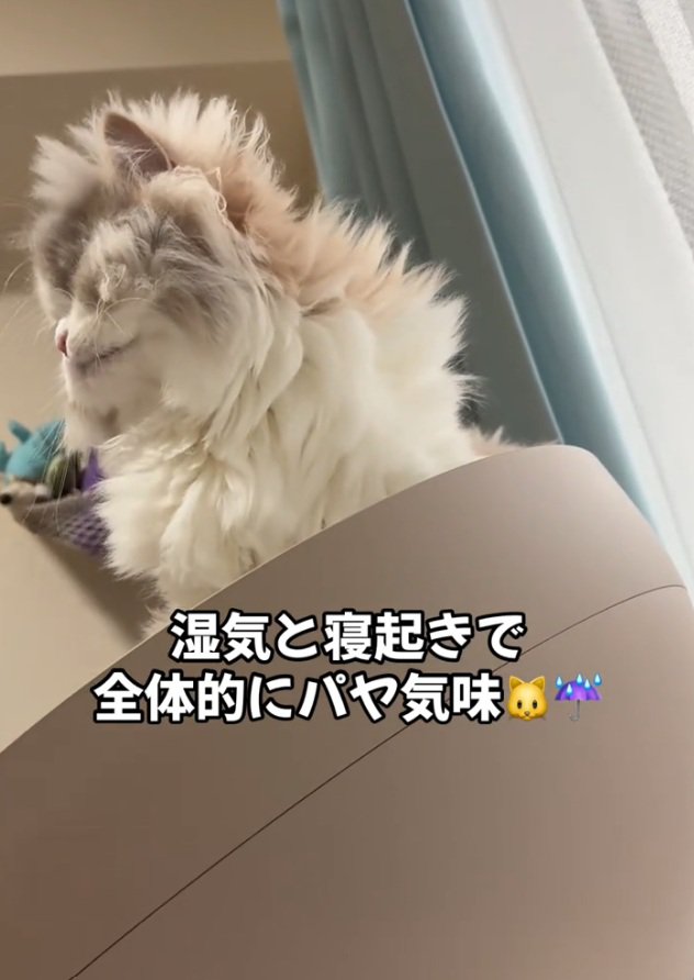 毛がパヤパヤの猫