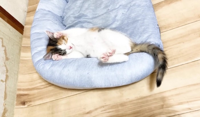 猫ベッドでバンザイする三毛さん