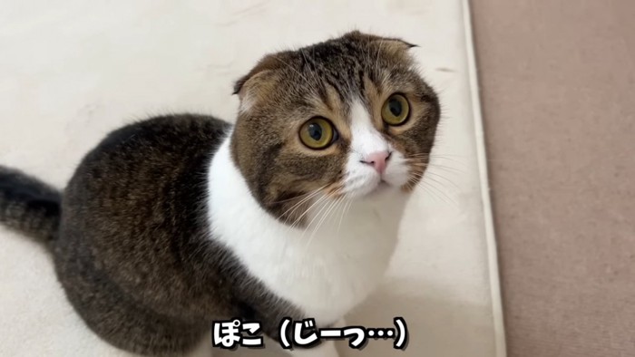 見上げる猫