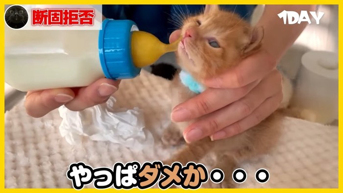 哺乳瓶を嫌がる子猫