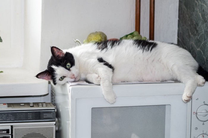 電子レンジの上にいる猫