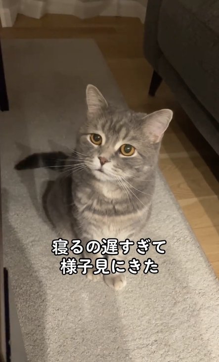 お座りをして画面左側に視線を向ける猫（ヒキ）