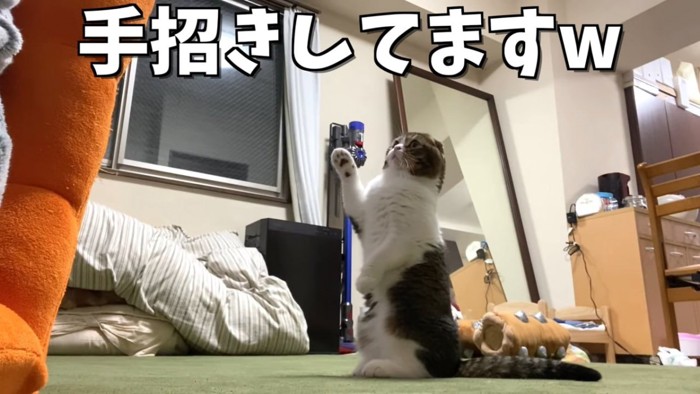 立って前足をあげる猫