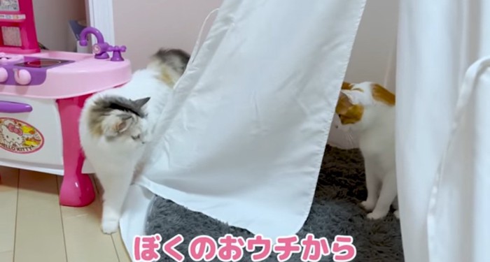 テントの中の猫