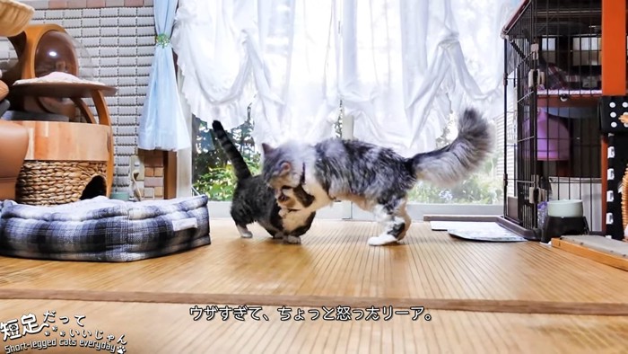 短足の猫を噛む長毛の猫