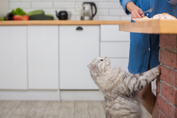 食べ物が欲しい猫