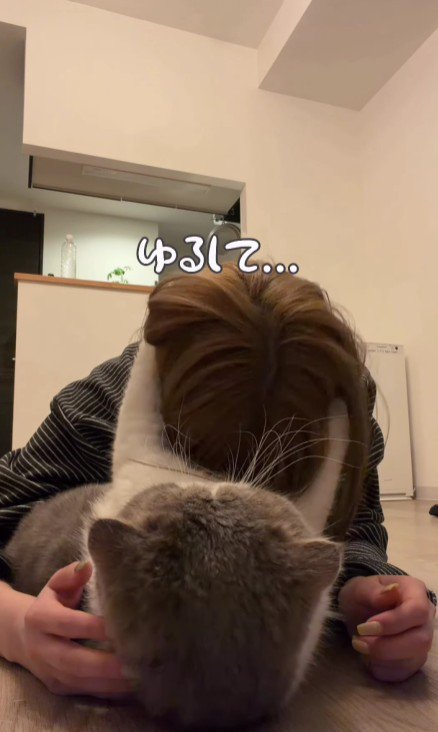 飼い主の頭をつかむ猫